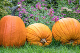 pumpkins in backyard