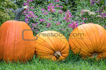 pumpkins in backyard