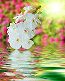 White Orchid on Surface Rippled of water and blur nature backgro