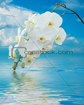 White Orchid on Surface Rippled of water and sky background