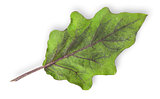 Single green leaf of eggplant