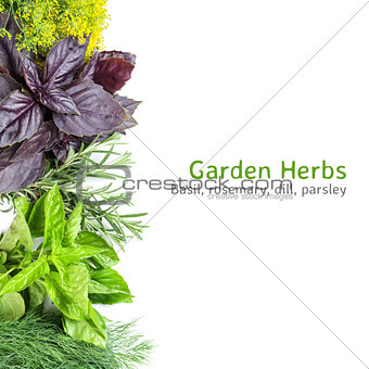 Fresh garden herbs