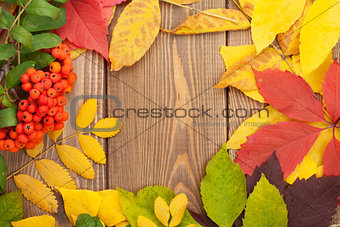 Autumn leaves and rowan berries over wood background