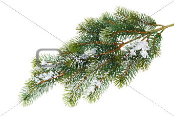 Fir tree branch covered with snow