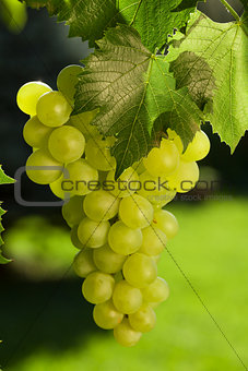 Vine and bunch of grapes