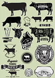 set of templates on the theme of cow beef for design