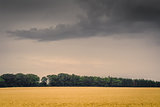 Golden field in dark cloudy weather
