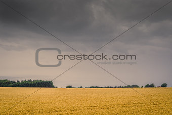 Dark clouds over a golden field