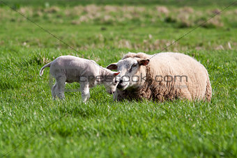 Lamb with mother