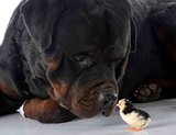 rottweiler and chick