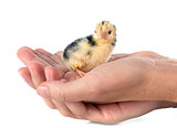 serama chick in hand