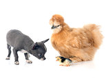 silkie chicken and chihuahua