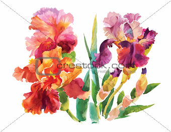 Flower of iris drawing by watercolor, hand drawn vector illustration