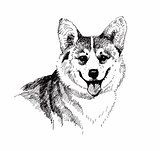 Puppy dog hand drawn, black and white illustration sketch