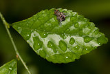 Grey fly on a leaf, top view