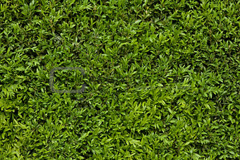 green leafy background