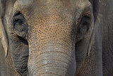 Asian Elephant Closeup Portrait Abstract