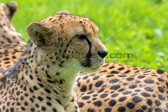 Cheetah Closeup Portrait