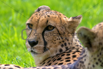 Cheetah Looking Around Closeup Portrait