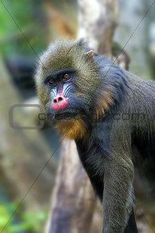 Mandrill Monkey Male