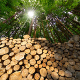 Wooden Logs with Forest on Background