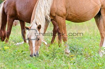 Brown horse mares.