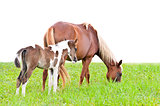 Brown mare and foal isolated on white