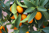 Orange Kumquat