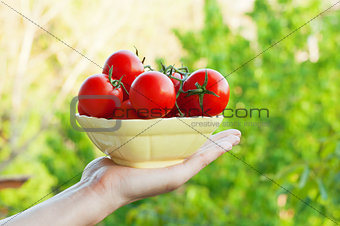 Farmer Showing Organic Tomatoes
