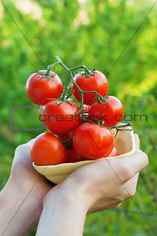 Farmer Showing Organic Tomatoes