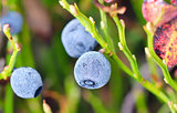 a blueberries