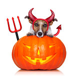 halloween pumpkin witch dog