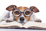 dog reading books 