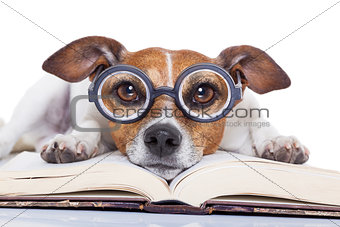 dog reading books 