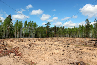 pine forest with slot for planting new pines