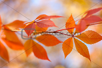 Autumn leaves background, horizontal background