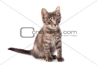 Young grey kitten