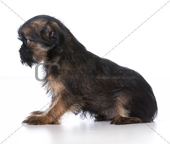 brussels griffon puppy