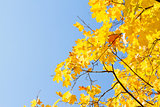 yellow maple in autumn park
