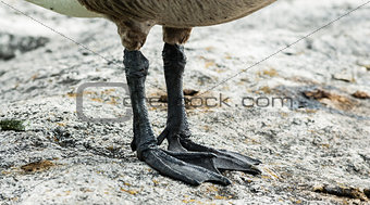 Canada Goose feet and claws detail on rock