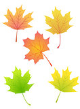 maple autumn leaves