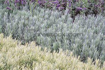 lavandula (lavender) foliage background