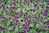 background of burgundy petunia flowers