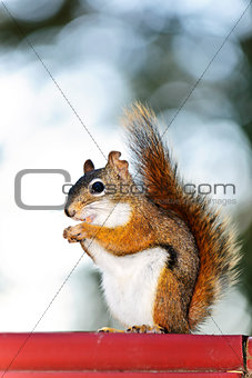 Tree squirrel eating peanut on red railing