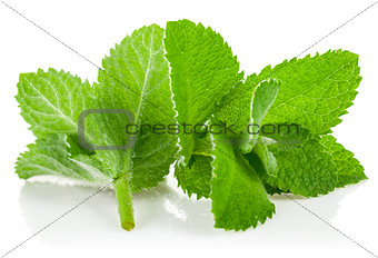 Fresh green leaf mint