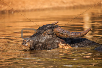 Water Buffalo in the water