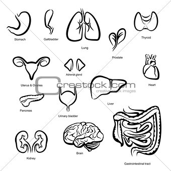 Organs of Human