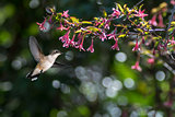 Hummingbird (archilochus colubris) in the garden