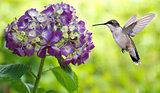 Hummingbird Hovering on Hydrangea 