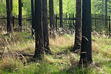 The spruce forest with the wooden fence